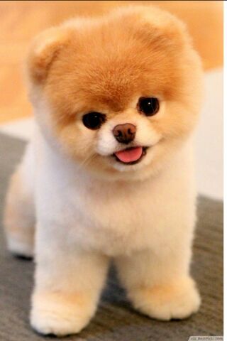 Puppy cute