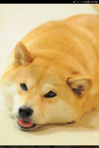 20+] Doge Wallpapers