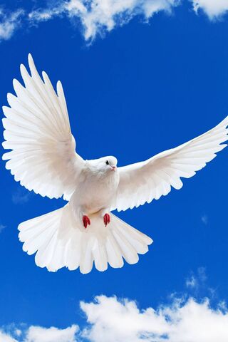 Білий голуб