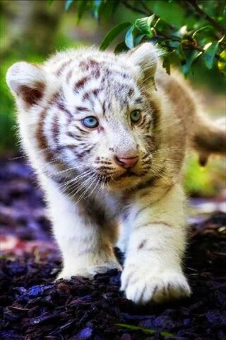 Bébé tigre