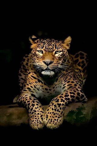 Leopardo Sfondo - Scarica sul tuo cellulare da PHONEKY