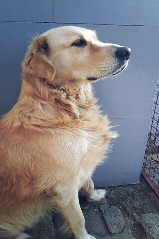 Golden Moments with Kopek