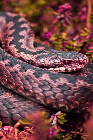 핑크 뱀
