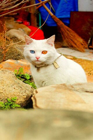 Purr-fectly Adorable: The Charm of Pussycat 🐾