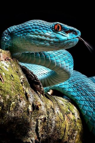 Snake Blue Wallpaper - Download to your mobile from PHONEKY