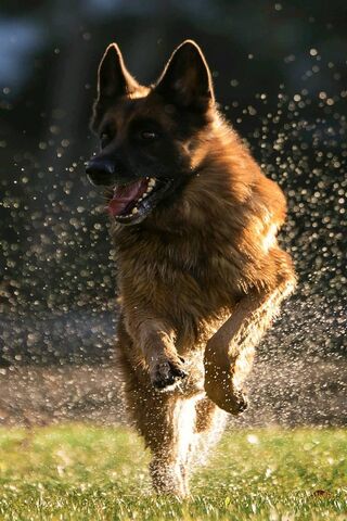 The Joyful Sprint of a German Shepherd 🐾✨