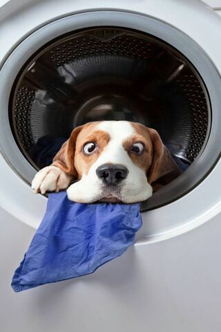 Laundry Day Shenanigans..