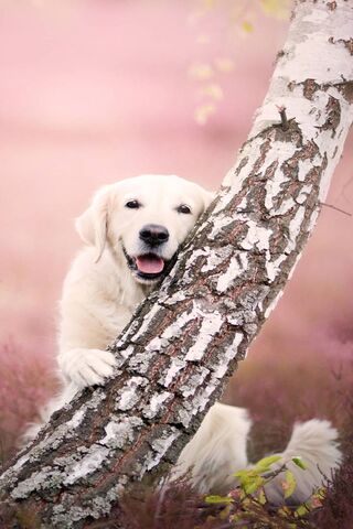 Paws and Play: The Joy ..