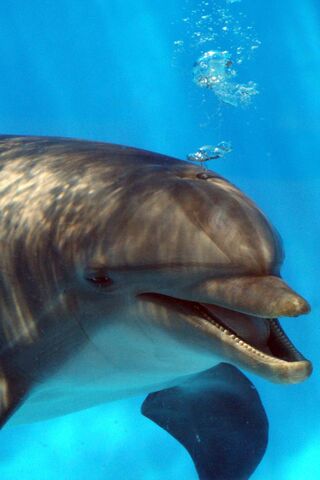 Dolphin Dreams: A Splas..