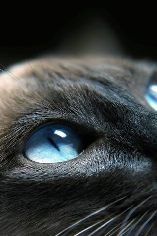 Occhi Di Gatto