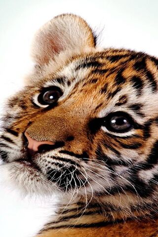 Tigre bebê