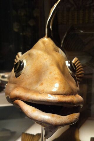 Underwater Wonders: The..