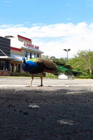 Peacock Apopka Fl