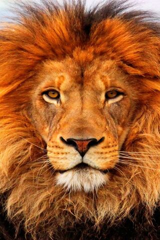 The Majestic King of th..