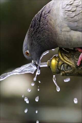 口渴的鸽子