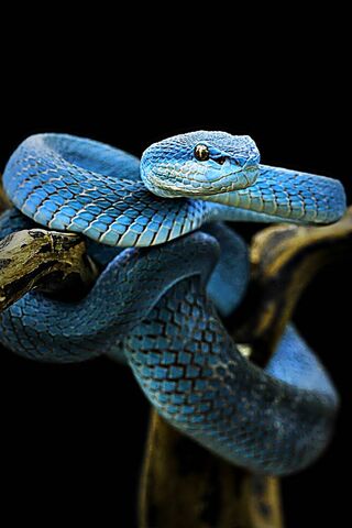 Light Blue Wallpaper Widescreen  Snake wallpaper Snake painting  Beautiful snakes