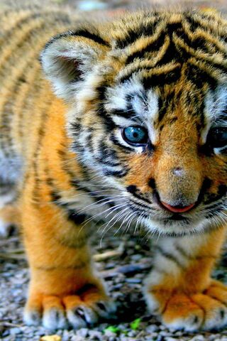 Tiny Tiger Triumphs 🐯✨