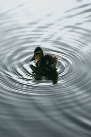 Adorable Quacker: The Cutest Duckling Around! 🦆💖