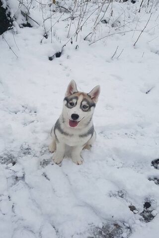 Nalou's Winter Wonderland Adventure ❄️🐾