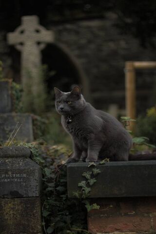 Katze im Friedhof