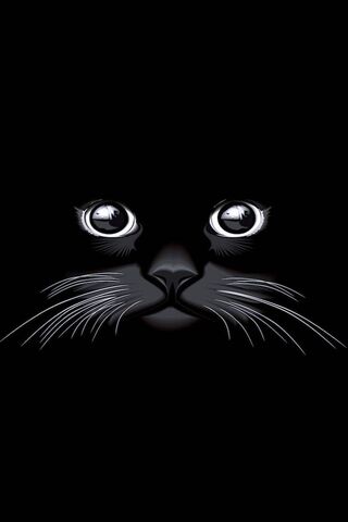 قط أسود