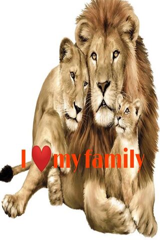 Lion Family Wallpaper - Download to your mobile from PHONEKY