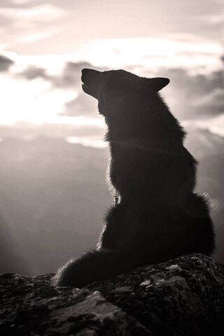 The Spirit of the Wolf:..