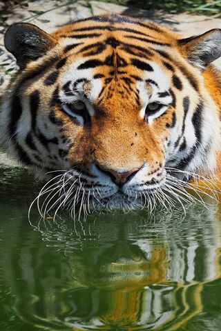 Bengal Tiger 5k