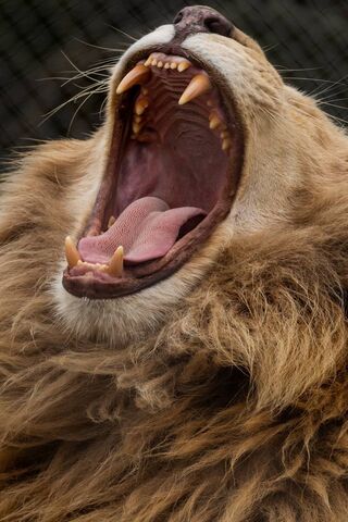 Majestic Roar: The Lion's Yawn