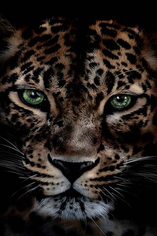 Leopard Hintergrund Lade Auf Dein Handy Von Phoneky Herunter