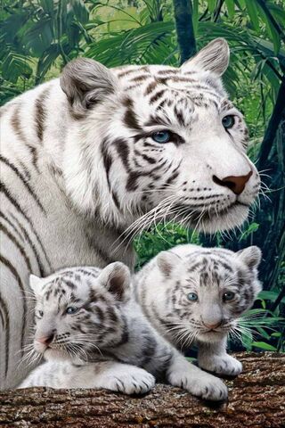 सफेद बाघ