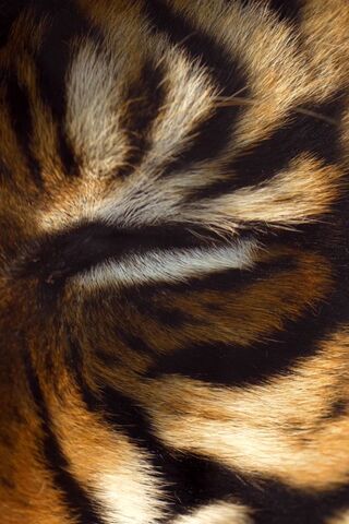 Ojo de tigre