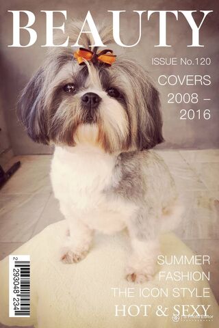 Shih Tzu Chic: The Canine Cover Star 🐶✨