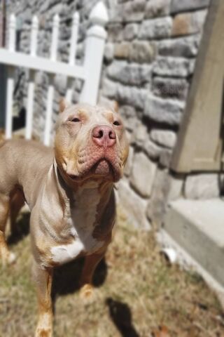 Priesty the Proud Pup 🐾