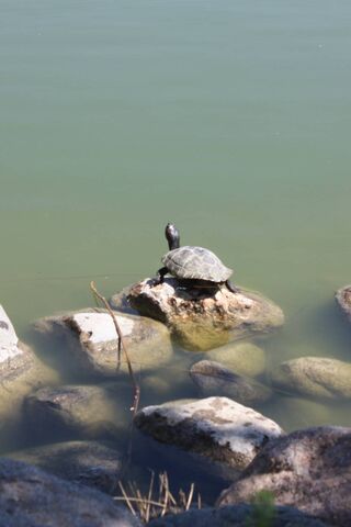 Loggerhead Sea Turtle: ..