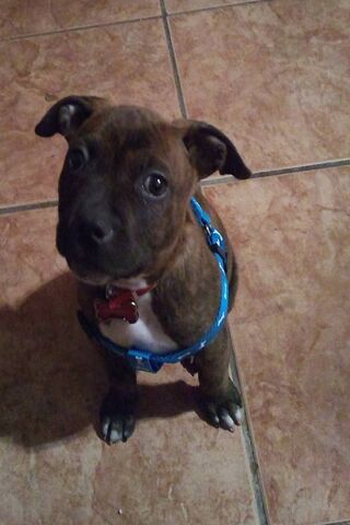 Scrappy's Playful Charm 🐾