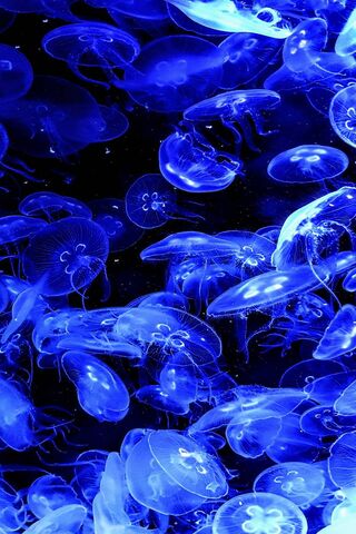 Dancing in the Deep: Moon Jellies