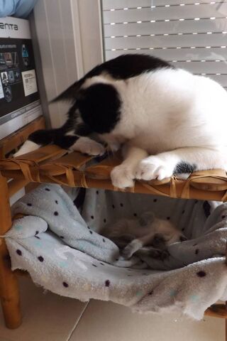 Cozy Cat Companions 🐾