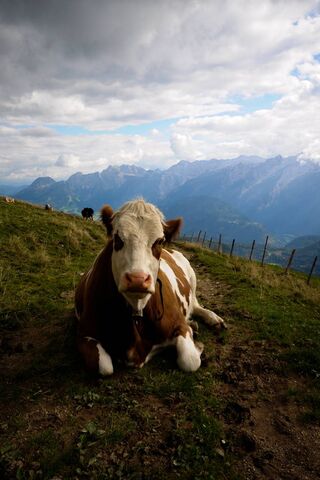 Vache De Montagne Fond D Ecran Telecharger Sur Votre Mobile Depuis Phoneky