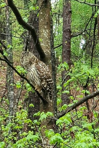 Hoot Owl