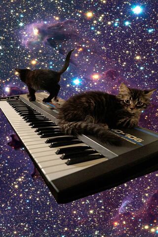 Cats On Keyboard