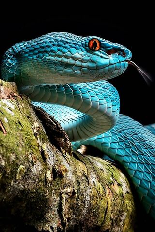 Azure Majesty: The Enigmatic Snake 🐍💙