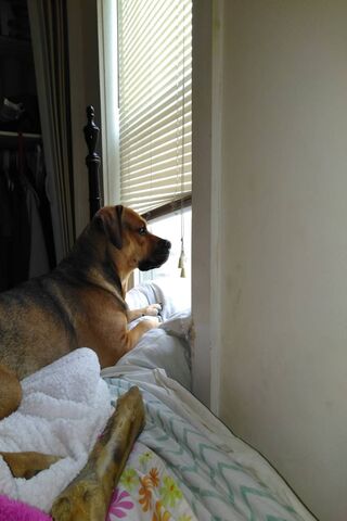 Puppy Window Alarm
