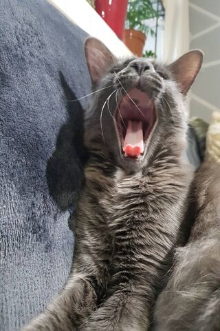 The Art of Yawning: A Feline Masterclass 😺💤