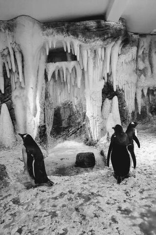 Penguins