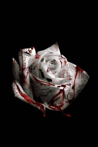 Кров'яна троянда