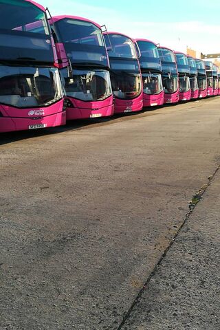 Pink Fleet: A Line of City Buses 🚍💖