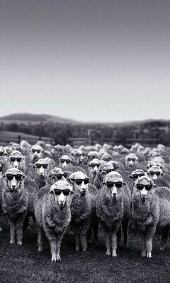 Troupeau De Moutons Drole Fond D Ecran Telecharger Sur Votre Mobile Depuis Phoneky