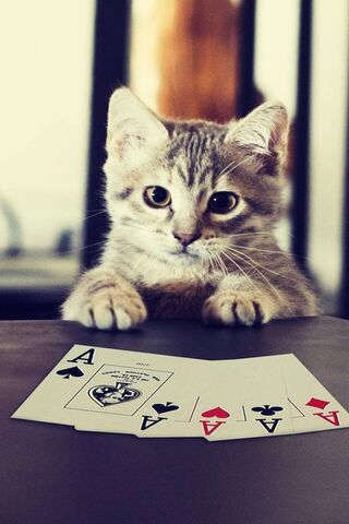 لعبة البوكر القط