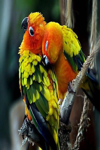 Love Parrots Couple
